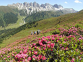 Austria, Tirol, Stubai alps, a groupe of hikers is crossing a mounatin field covered with pink rhododendrons in front of the Kalkkögel limestone range.