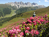 Austria, Tirol, Stubai alps, a groupe of hikers is crossing a mounatin field covered with pink rhododendrons in front of the Kalkkögel limestone range.