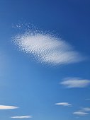 Abstract cirrus clouds on the blue sky background. Beautiful cloudscape scene