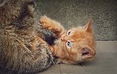 Frisky orange kitten playing with his caring mother cat. Funny ginger kitty