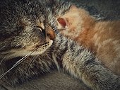 Caring and gentle mother cat breastfeeding her little orange kitten