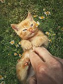 Man hand petting an orange kitten. Little ginger cat lying on his back among flowering chamomile, playing with his owner. Frisky and playful kitty, cute caressing scene in the nature