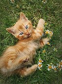 Playful orange kitten lying down on a green grass meadow among flowers. Little ginger cat cute scene outdoors in the nature