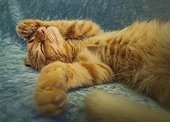 Sleepy orange kitten takes a nap indoors on the sofa. Little ginger cat sleeping tight in a cute position, covering muzzle with her paws