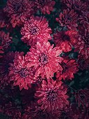 Top view red chrysanthemum texture. Beautiful flowers in the garden with morning dew drops on the petals. Maroon floral pattern