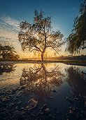Old willow tree reflected in a water puddle against sunset background
