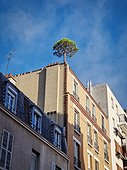 Pine tree growing on the top of a building in Asnieres, France. City environment, greening concept, the power of nature. Plants growth on the concrete roofs, vertical background