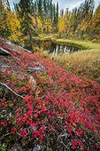Northern bilberry (Vaccinium uliginosum), bog and pine forest, Muonio, Lapland, Finland, Europe