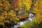 Silver birch (Betula pendula) and Rowan (Sorbus aucuparia) and stream, autumn colour, Muonio, Lapland, Finland, Europe