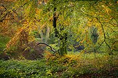 Broadleaved woodland in autumn, United Kingdom, Europe