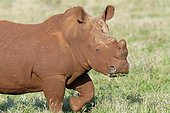 White rhinoceros (white rhino) (square-lipped rhinoceros) (Ceratotherium simum) covered with red soil, Kwazulu Natal Province, South Africa, Africa