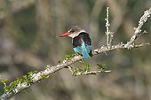 Brown-hooded kingfisher (Halcyon albiventris) on a branch, Kwazulu Natal Province, South Africa, Africa