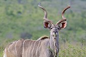 Male Greater kudu (Tragelaphus strepsiceros) in the savannah, Kwazulu Natal Province, South Africa, Africa