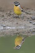 Golden-breasted bunting (Emberiza flaviventris) reflecting in Pond, Kwazulu Natal Province, South Africa, Africa