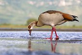 Egyptian goose (Alopochen aegyptiaca) in a pond, Kwazulu Natal Province, South Africa, Africa