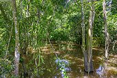 Flooded forest along the Rio Negro, Manaus, Amazonia State, Brazil, South America