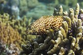 An adult honeycomb grouper (Epinephelus merra), off Bangka Island, near Manado, Sulawesi, Indonesia, Southeast Asia, Asia