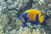 An adult blue girdle angelfish (Pomacanthus navarchus), off Bangka Island, off the northeastern tip of Sulawesi, Indonesia, Southeast Asia, Asia