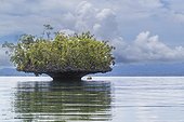 A view of limestone islets covered in vegetation, Gam Island, Raja Ampat, Indonesia, Southeast Asia, Asia