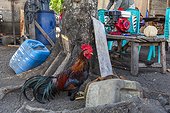 Rooster at the home of a local family in Tangkoko National Preserve on Sulawesi Island, Indonesia, Southeast Asia, Asia