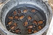 A tub full of green sea turtle hatchlings (Chelonia mydas), Tangkoko National Preserve on Sulawesi Island, Indonesia, Southeast Asia, Asia