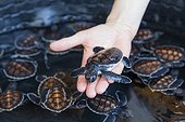 A tub full of green sea turtle hatchlings (Chelonia mydas), Tangkoko National Preserve on Sulawesi Island, Indonesia, Southeast Asia, Asia