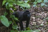 An adult male Celebes crested macaque (Macaca nigra), foraging in Tangkoko Batuangus Nature Reserve, Sulawesi, Indonesia, Southeast Asia, Asia