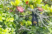 Common tube-nosed fruit bats (Nyctimene albiventer), roosting on Pulau Panaki, Raja Ampat, Indonesia, Southeast Asia, Asia