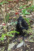 Adult male Celebes crested macaque (Macaca nigra), foraging in Tangkoko Batuangus Nature Reserve, Sulawesi, Indonesia, Southeast Asia, Asia