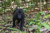 Young Celebes crested macaque (Macaca nigra), foraging in Tangkoko Batuangus Nature Reserve, Sulawesi, Indonesia, Southeast Asia, Asia