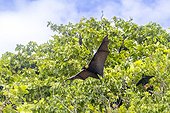 Common tube-nosed fruit bats (Nyctimene albiventer), in the air on Pulau Panaki, Raja Ampat, Indonesia, Southeast Asia, Asia