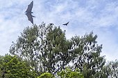 Common tube-nosed fruit bats (Nyctimene albiventer), in the air over Pulau Panaki, Raja Ampat, Indonesia, Southeast Asia, Asia