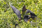 Common tube-nosed fruit bats (Nyctimene albiventer) in the air over Pulau Panaki, Raja Ampat, Indonesia, Southeast Asia, Asia