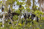 Common tube-nosed fruit bats (Nyctimene albiventer), roosting on Pulau Panaki, Raja Ampat, Indonesia, Southeast Asia, Asia