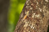 A flying dragon, Draco spp, an arboreal insectivore agamid lizard in Tangkoko Batuangus Nature Reserve, Sulawesi, Indonesia, Southeast Asia, Asia