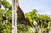 Common tube-nosed fruit bat (Nyctimene albiventer), in the air over Pulau Panaki, Raja Ampat, Indonesia, Southeast Asia, Asia