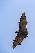 Common tube-nosed fruit bats (Nyctimene albiventer), in the air over Pulau Panaki, Raja Ampat, Indonesia, Southeast Asia, Asia