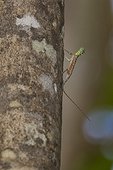 A flying dragon, Draco spp, an arboreal insectivore agamid lizard in Tangkoko Batuangus Nature Reserve, Sulawesi, Indonesia, Southeast Asia, Asia
