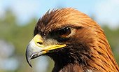 Birds of prey-Eagle Rock