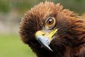 Birds of prey-Eagle Rock