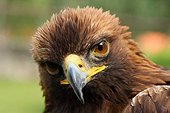 Birds of prey.-Eagle Rock