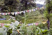 Buddhist flags near sacred lake in Sikkim, India