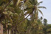 Palms at a tropical beach Palolem, Goa, India