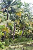 Coconut palms in Backwaters, Kerala, India