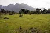 Landscape in Mudumalai National Park, India