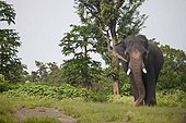 Asian elephant (Elephas maximus) in village in Mudumalai National Park, India