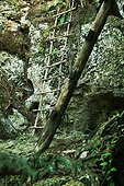 Wooden ladder on rocks, Grande Cenote, Quintana Roo, Tulum, Mexico