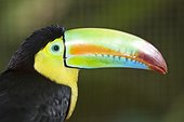 Costa Rica - National Park of Tortuguero - Keel-billed toucan (Ramphastos sulfuratus)