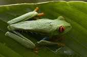 Costa Rica - National Park of Tortuguero - Red eyes tree frog (Agalychnis callidryas)