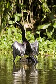 Costa Rica - National Park of Tortuguero - An Anhinga (Anhinga Anhinga) bird drying his wings